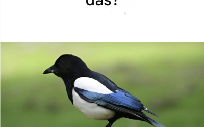 Eine Elster in der Nähe Ihres Hauses sehen: Das bedeutet es…