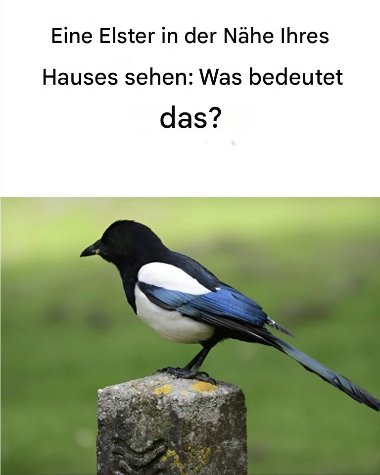 Eine Elster in der Nähe Ihres Hauses sehen: Das bedeutet es…