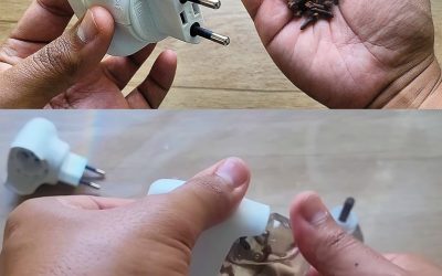 Eine natürliche Methode zur Abwehr von Mücken und Insekten mit Nelken