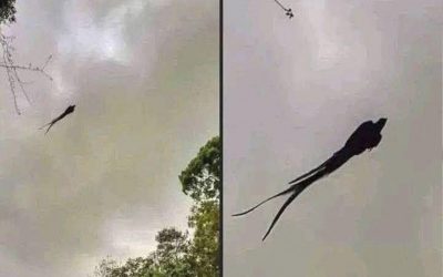 Majestätischer Vogel in Mexiko gesichtet…Mehr anzeigen