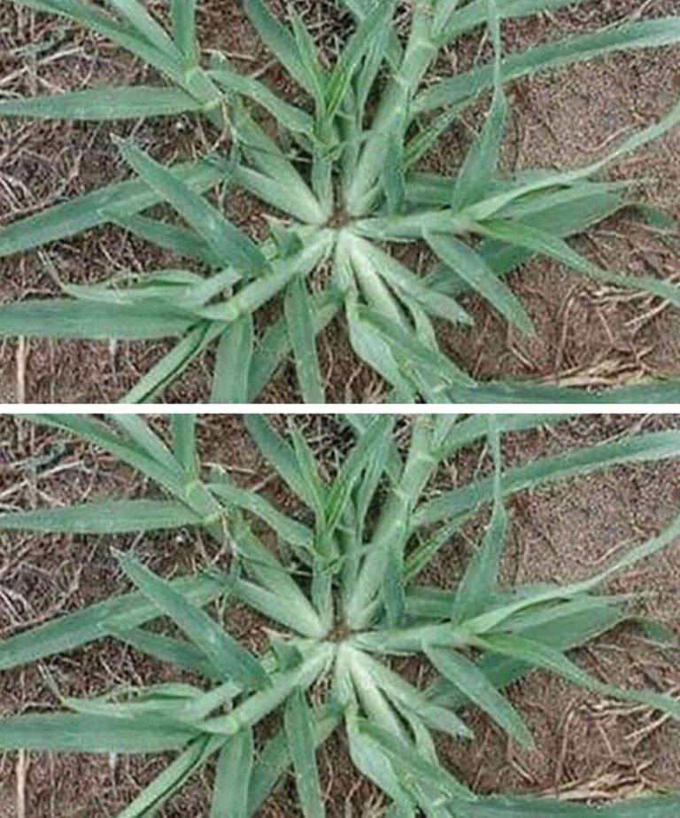 Diese Pflanze sollte man niemals ausreißen, wenn sie im Garten auftaucht.