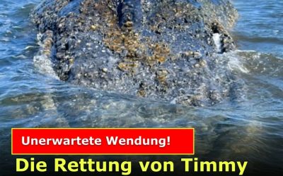 Ist das jetzt endlich die Erlösung für Timmy?