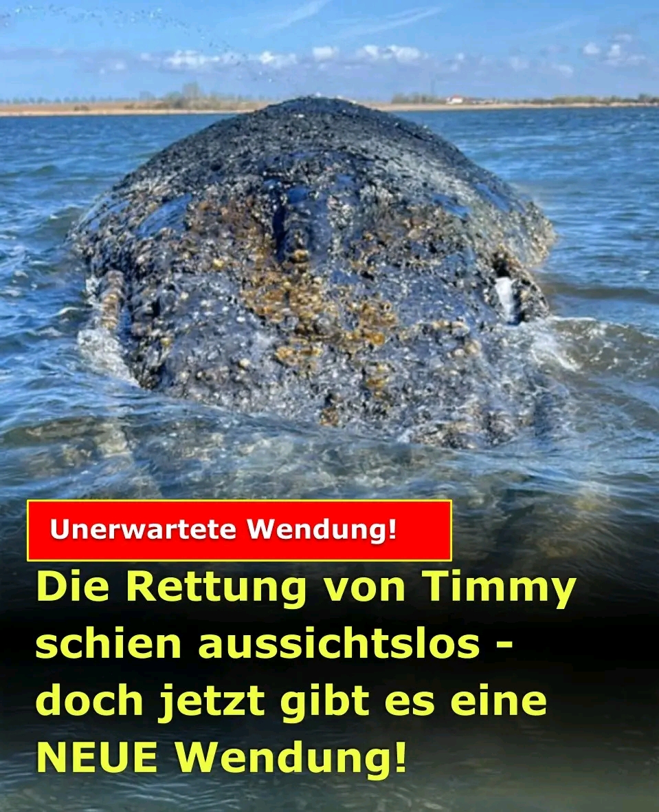 Ist das jetzt endlich die Erlösung für Timmy?