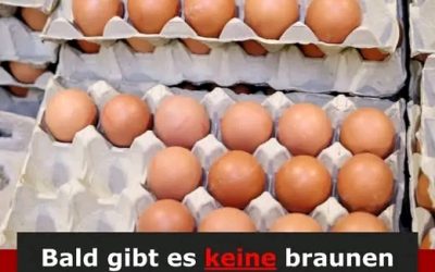 Braune Eier verschwinden bald aus deutschen Supermärkten –